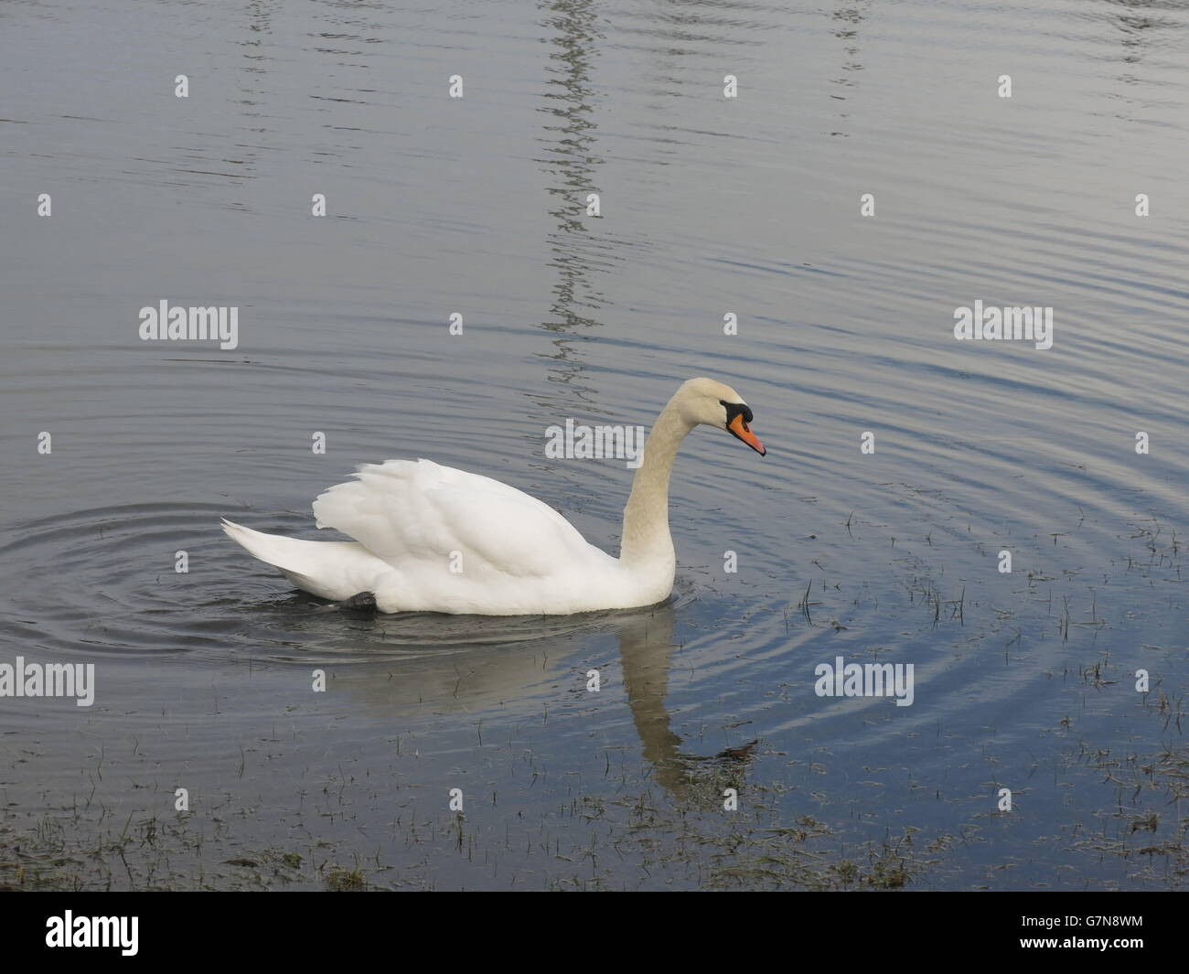 swan swimming across a pond Stock Photo - Alamy