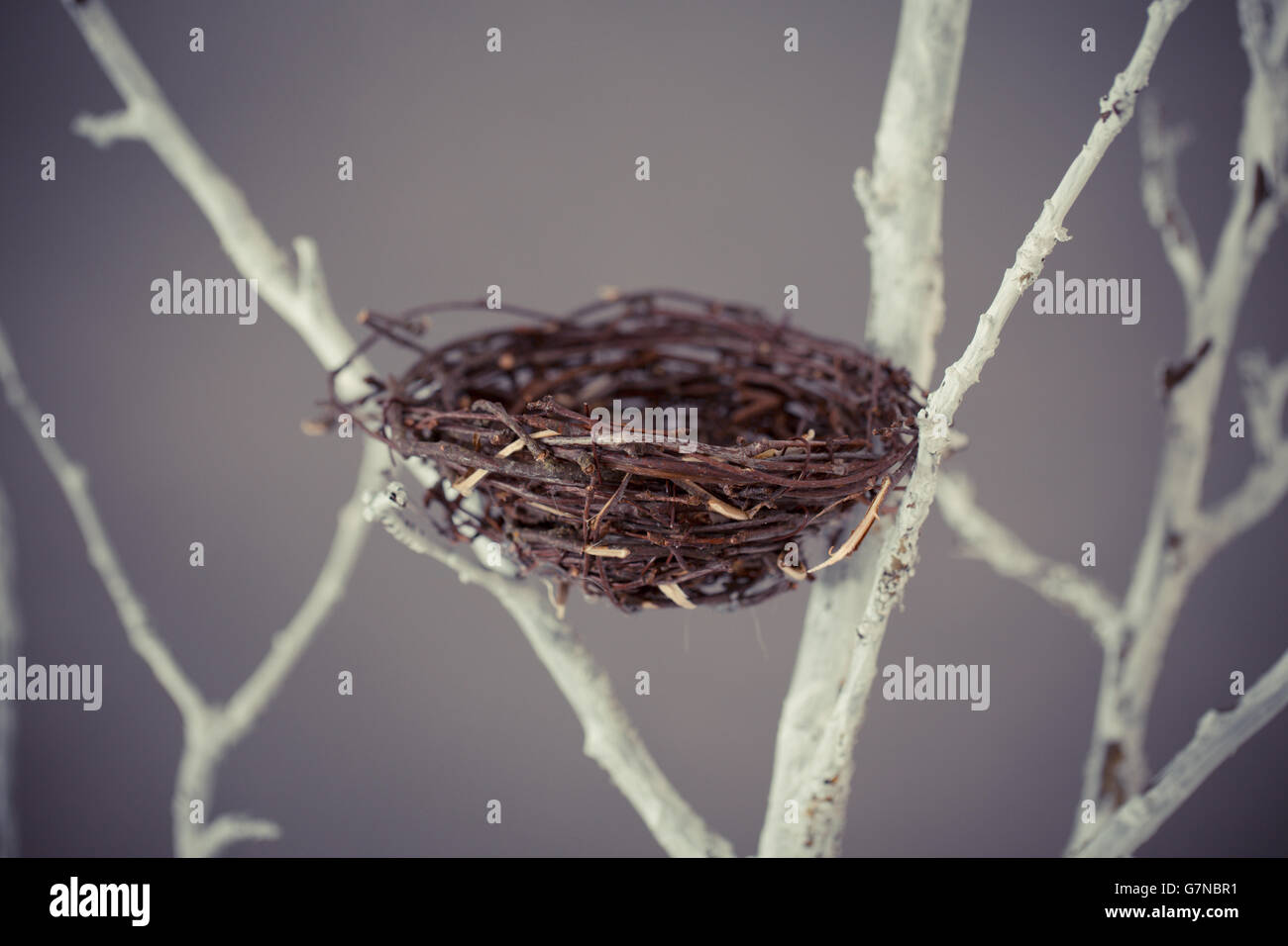 Bird nest on a tree branches in studio Stock Photo Alamy