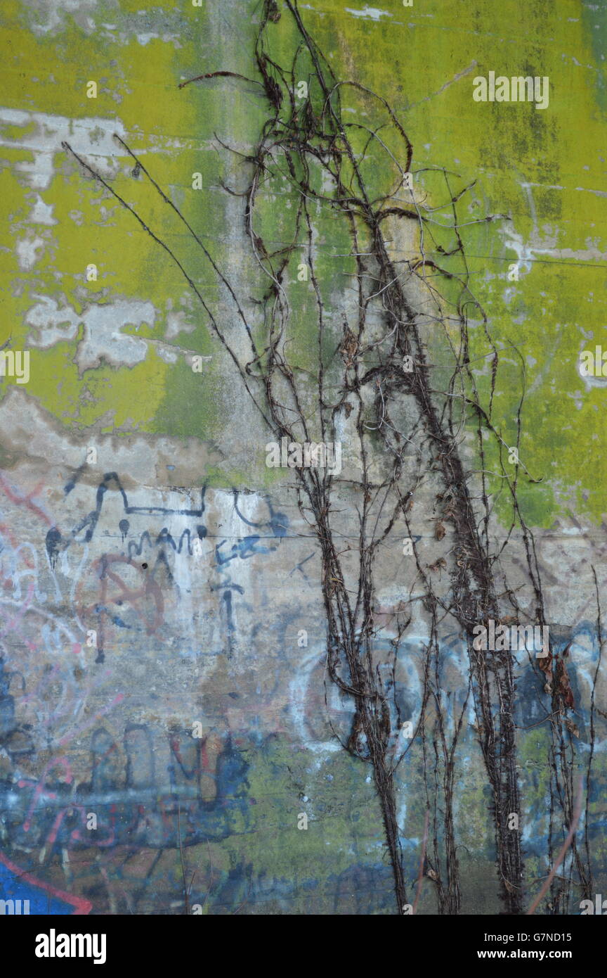 Vines growing up concrete wall Stock Photo Alamy