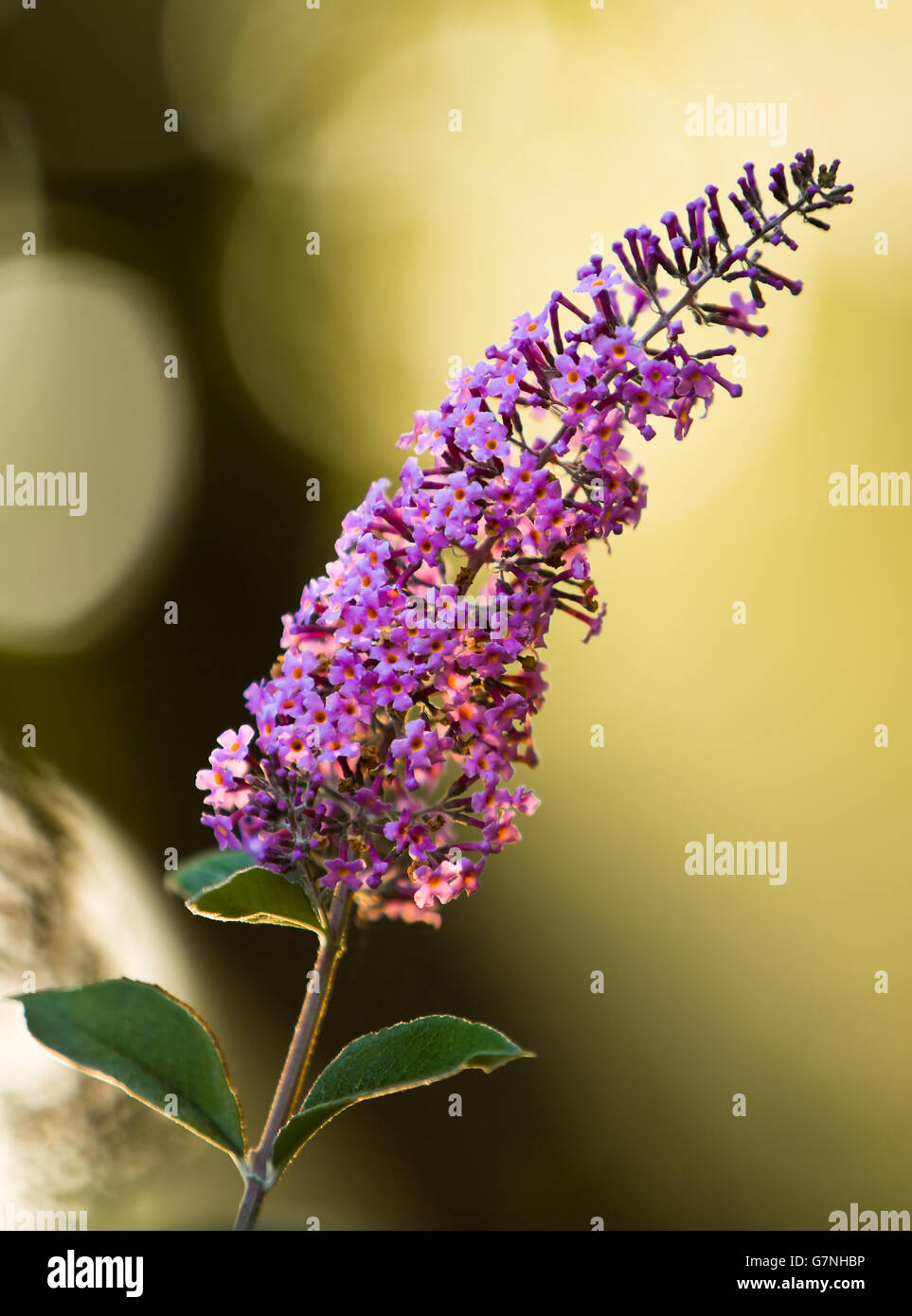 Lantana Luscious Lemonade Stock Photo Picture And Rights