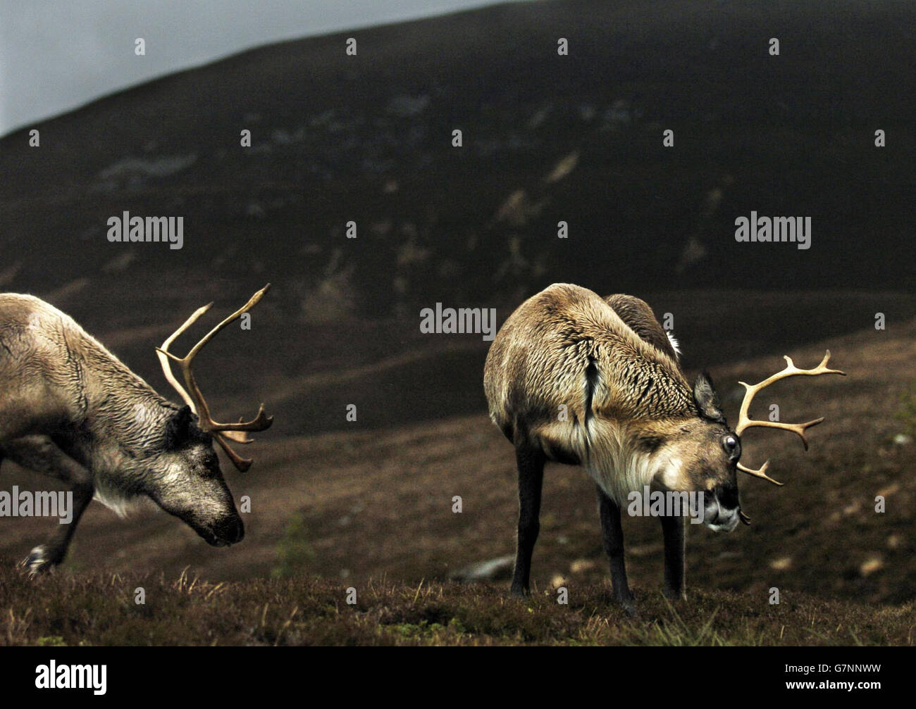 Reindeer the cairngorm reindeer centre hi-res stock photography and ...