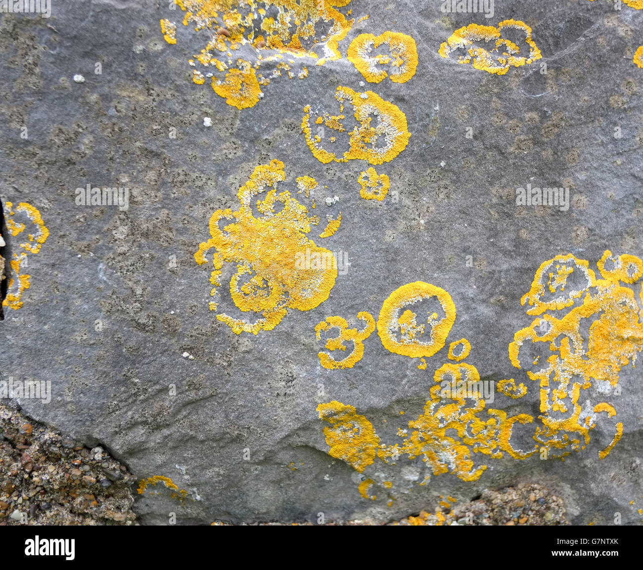 Moss and lichen growing on a rock, a great background or texture for ...