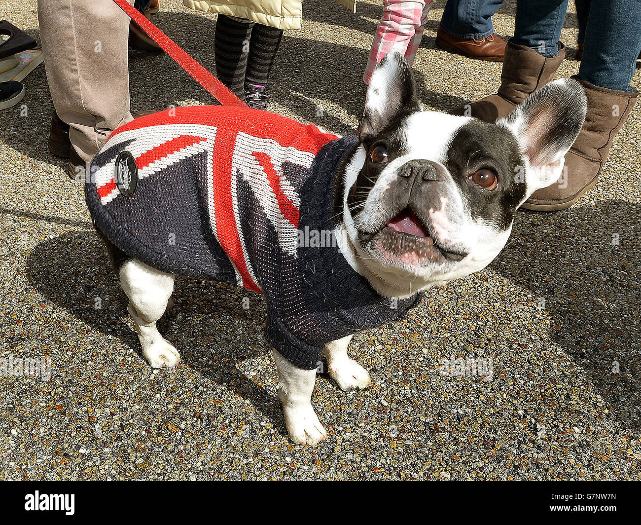 Union Jack Bulldog Coat 