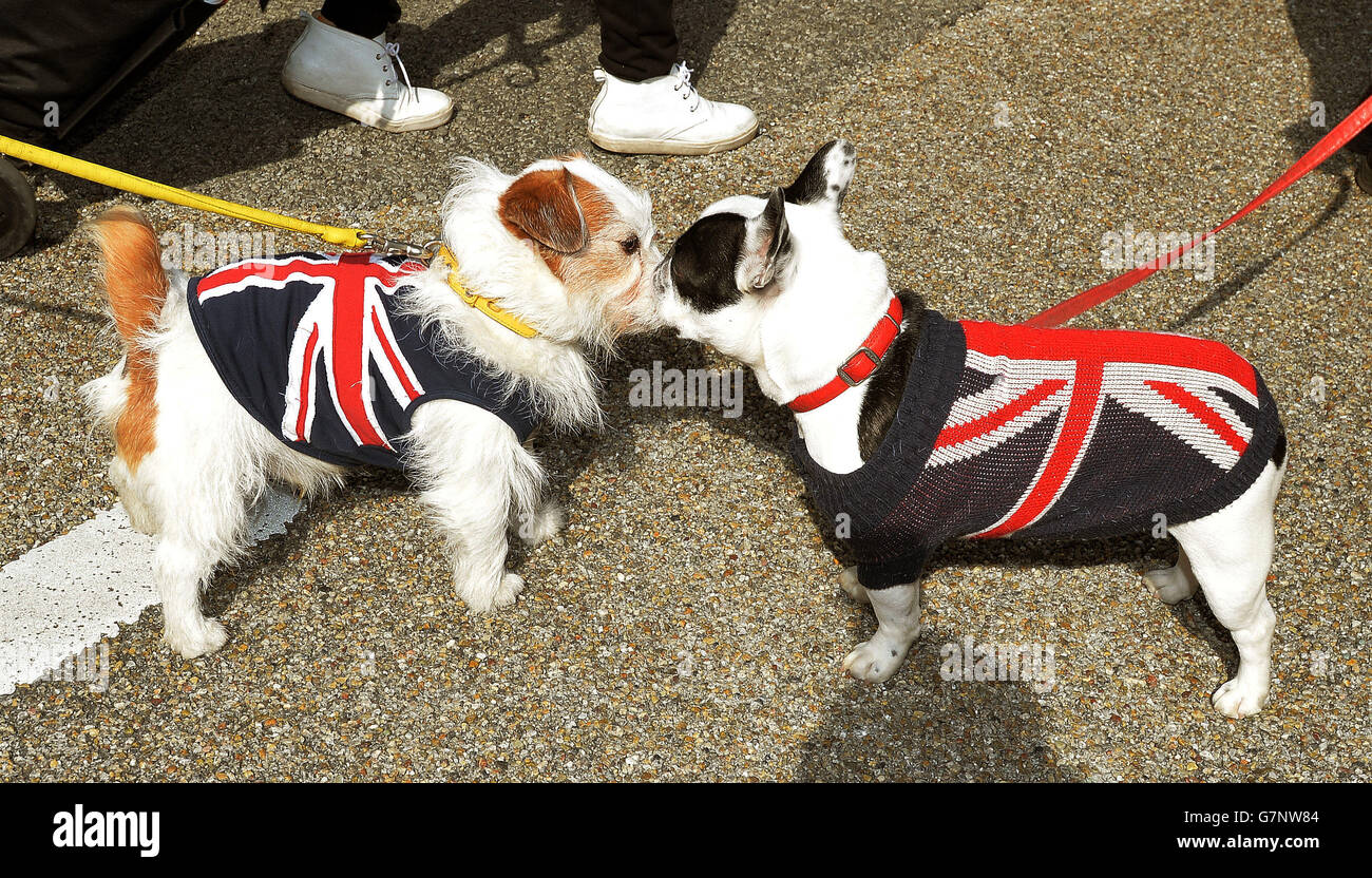 Dogs dressed in a Union Jack coats wait for the Duke of Cambridge to