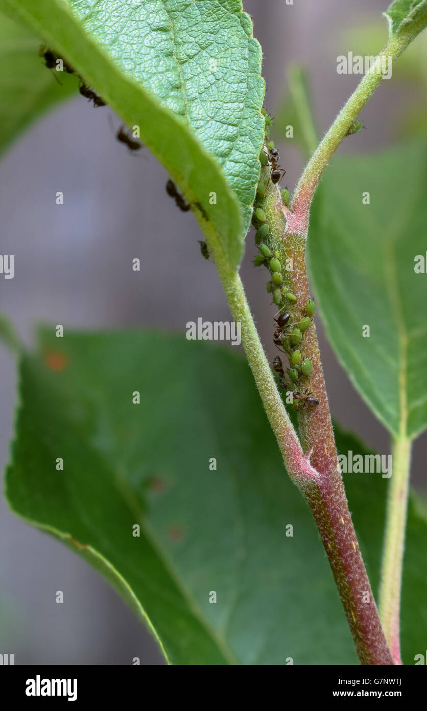 Ants and aphids on apple tree Stock Photo Alamy