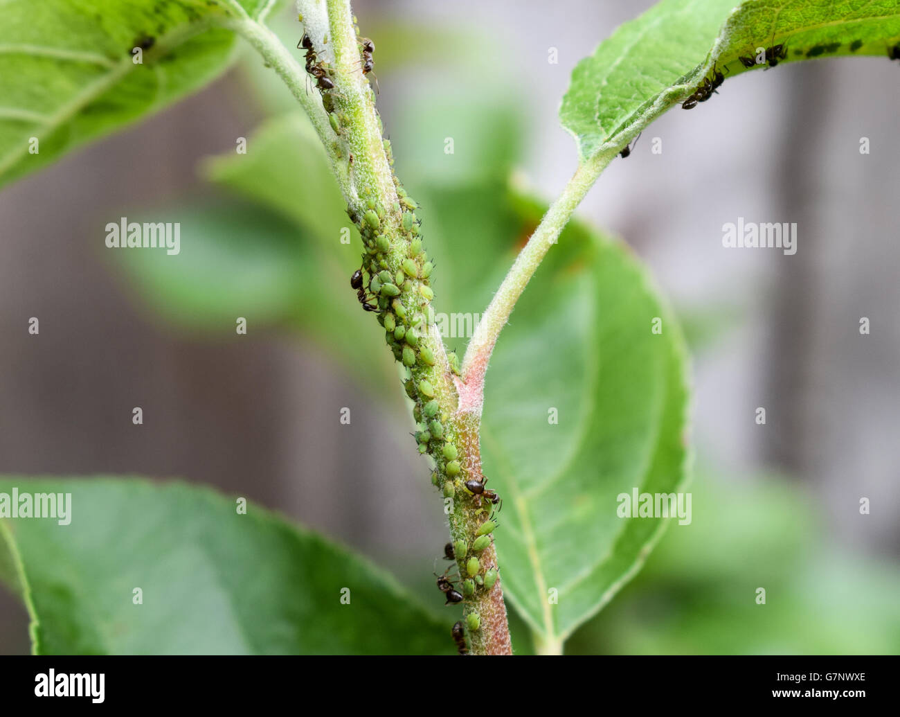 Ants and aphids on apple tree Stock Photo Alamy