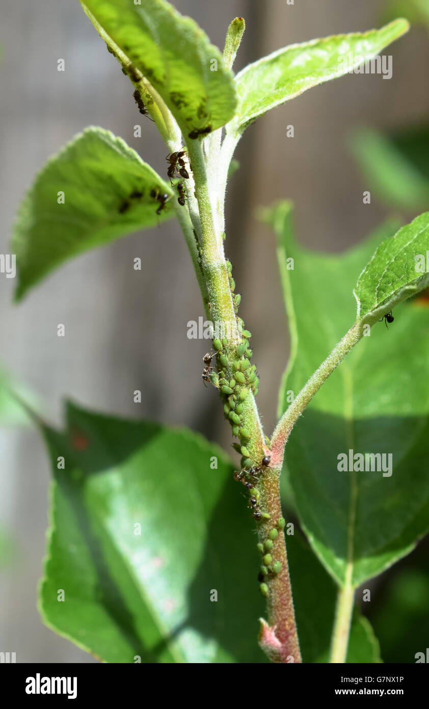 Ants and aphids on apple tree Stock Photo - Alamy
