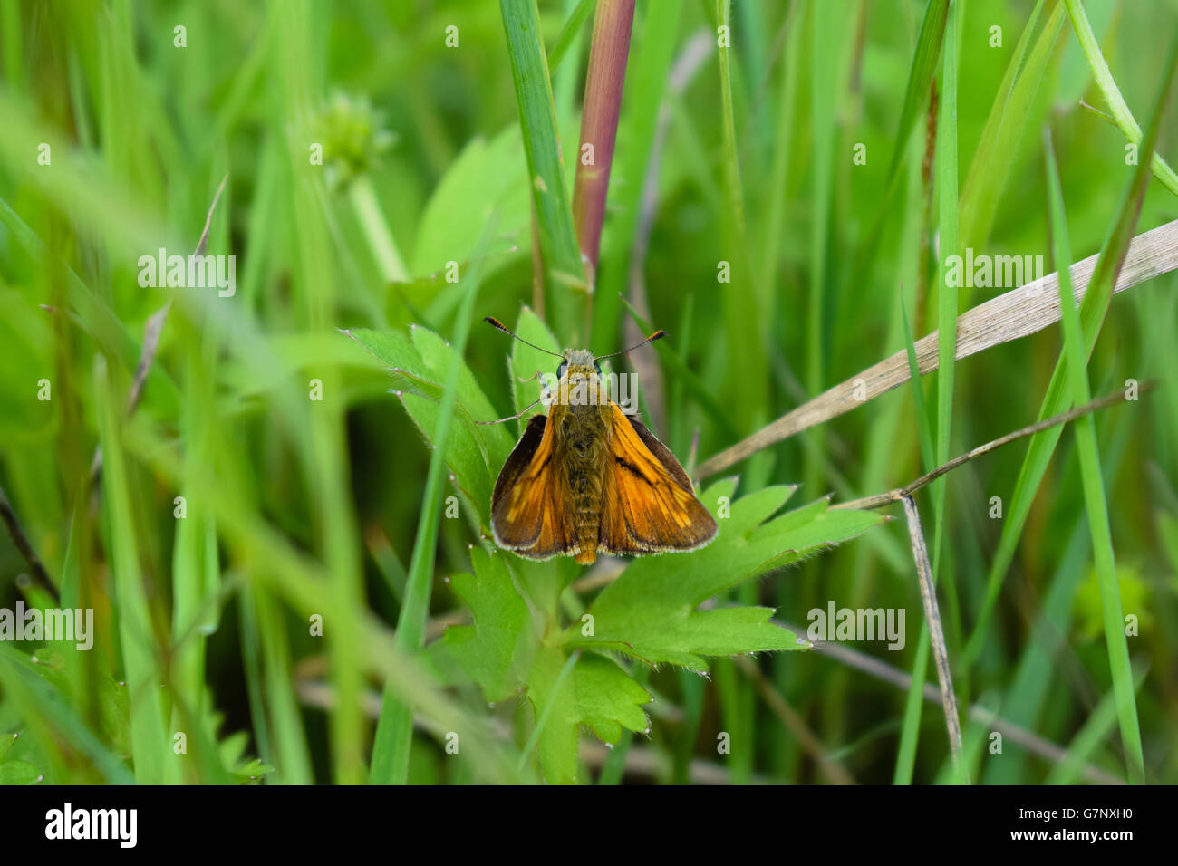 Large skipper moth on green foilage, Essex, UK Stock Photo