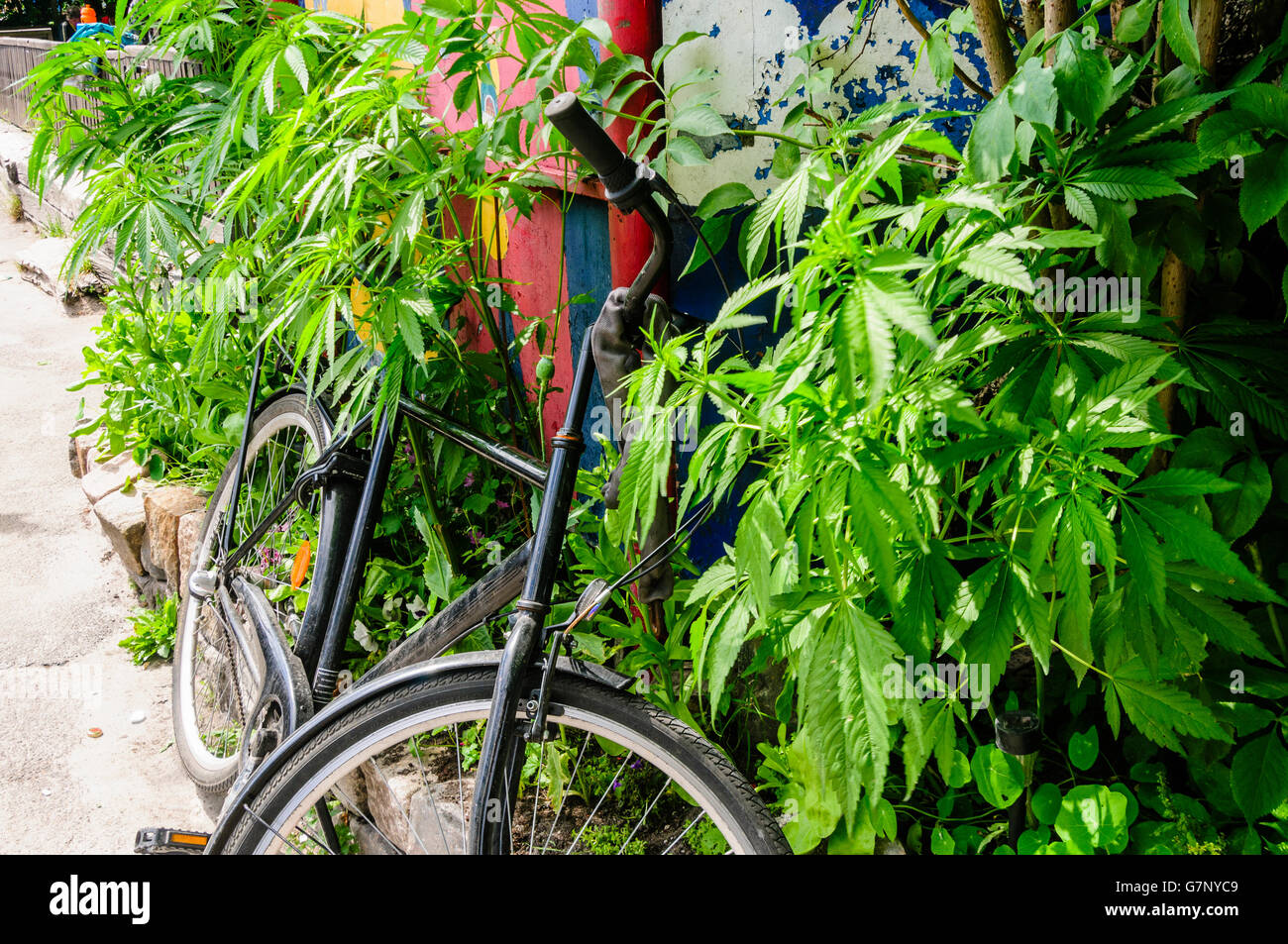 A bicycle is parked up against marijuana bushes in a garden in Freetown Christiana, Copenhagen. Stock Photo