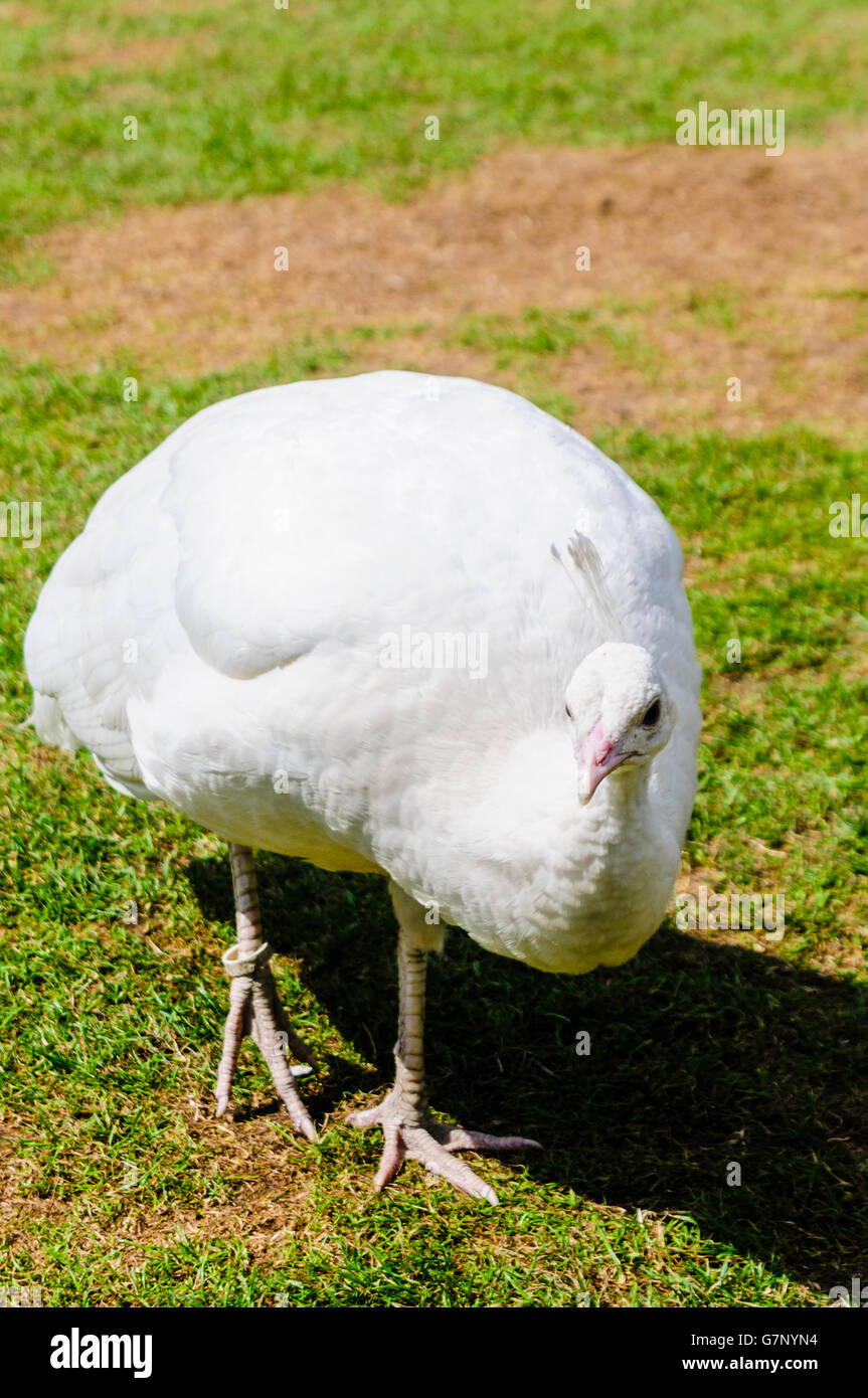 Leucistic white peahen, commonly mistaken as an albino. Stock Photo