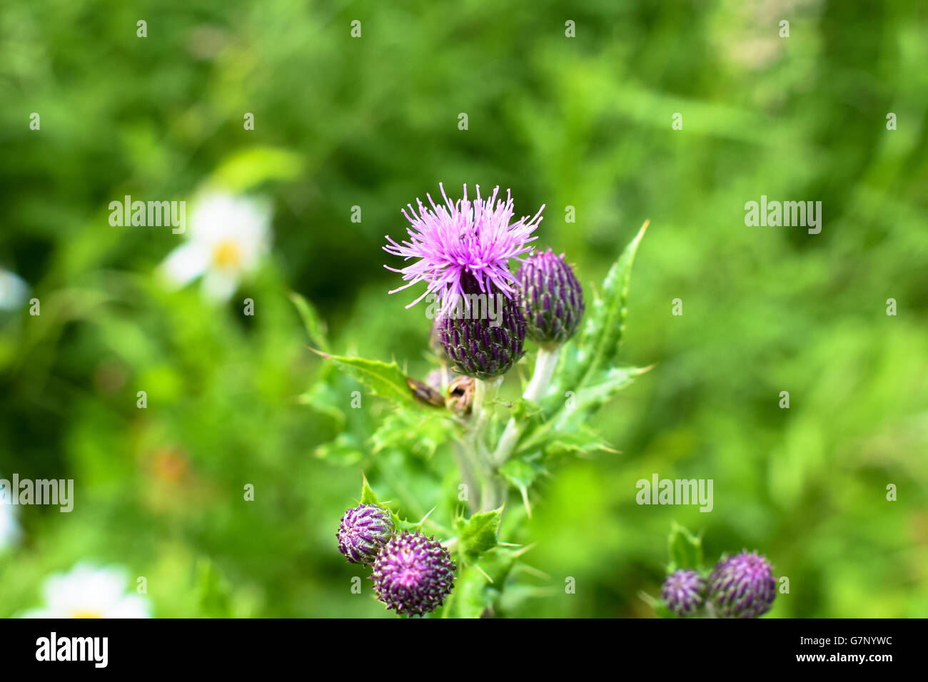 National Flower Of United Kingdom Stock Photos & National Flower Of