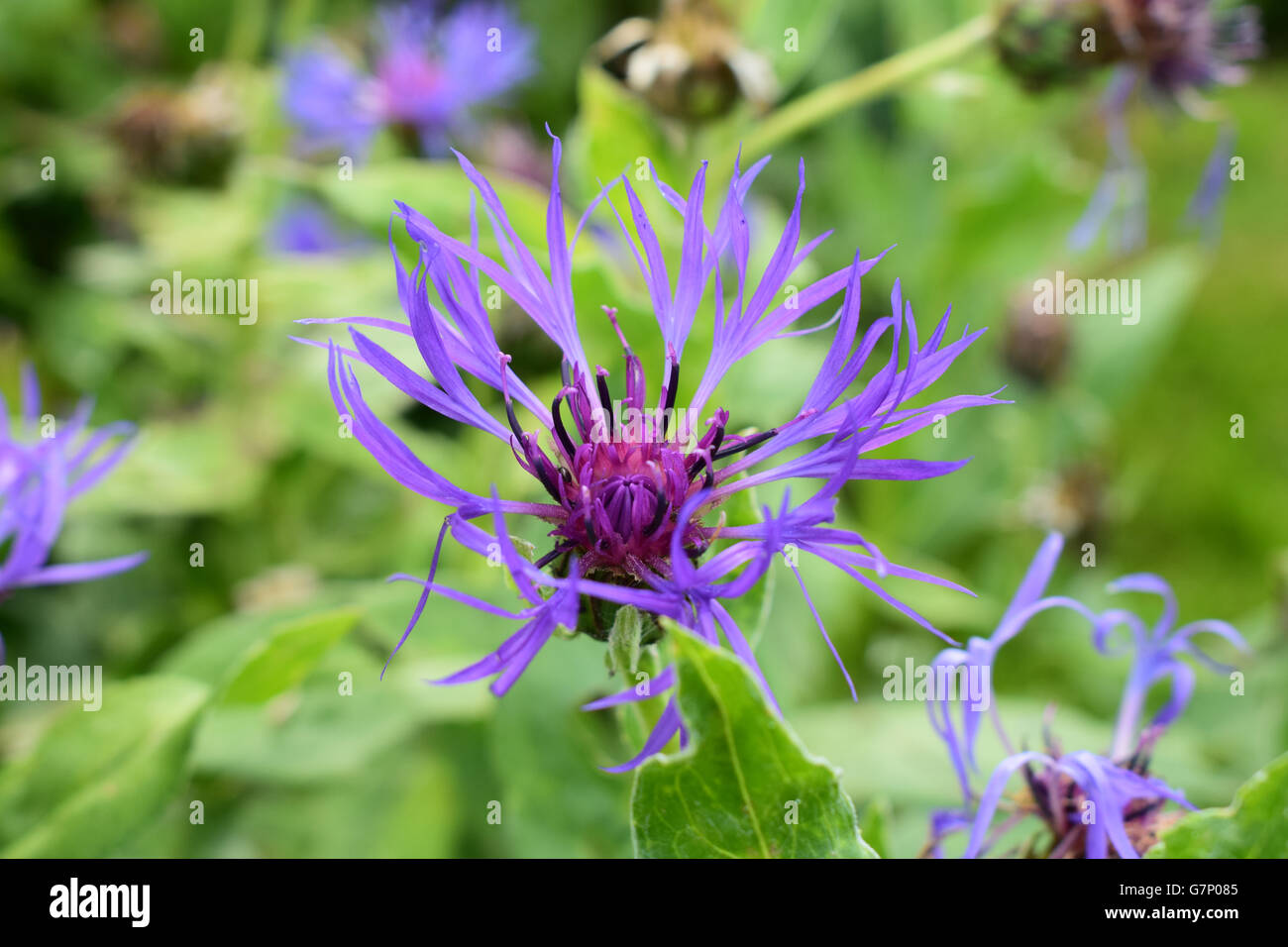 Mountain Bluet flower, cyanus montanus Stock Photo