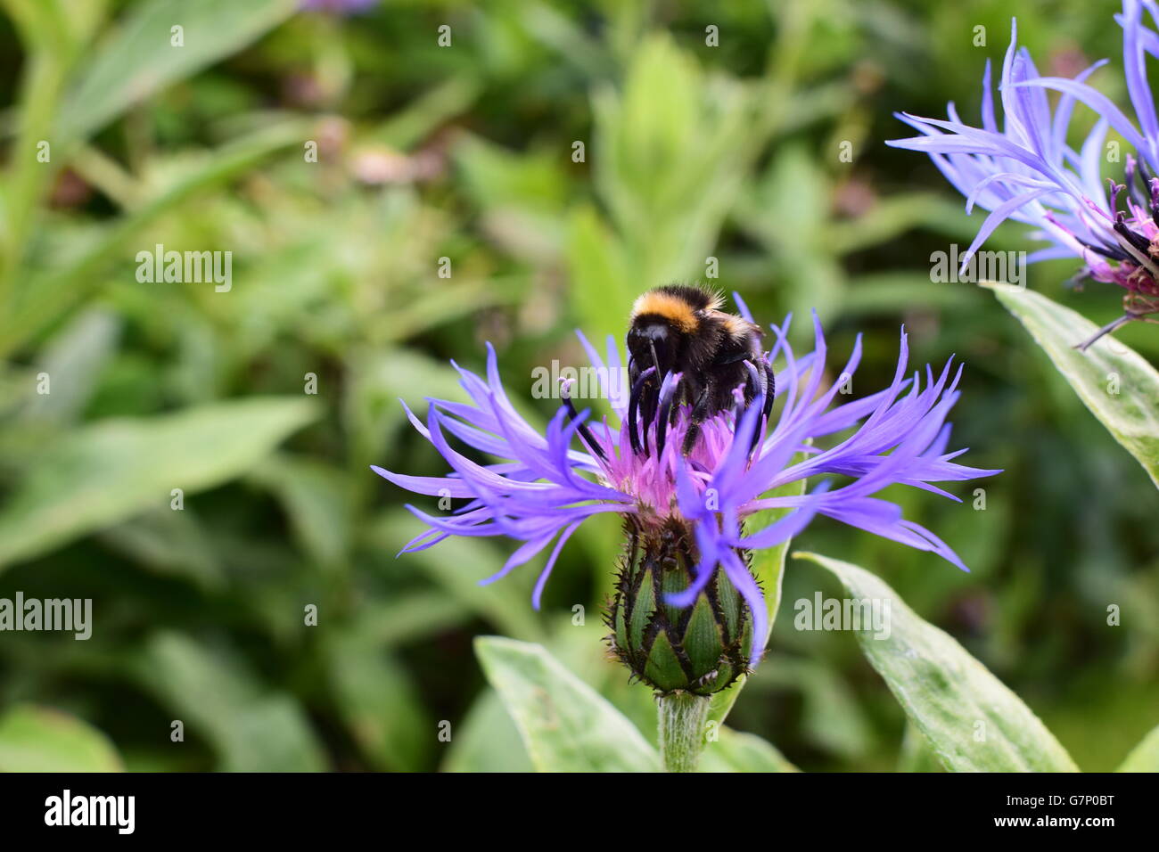 Bumblebee on Mountain Bluet flower, cyanus montanus Stock Photo