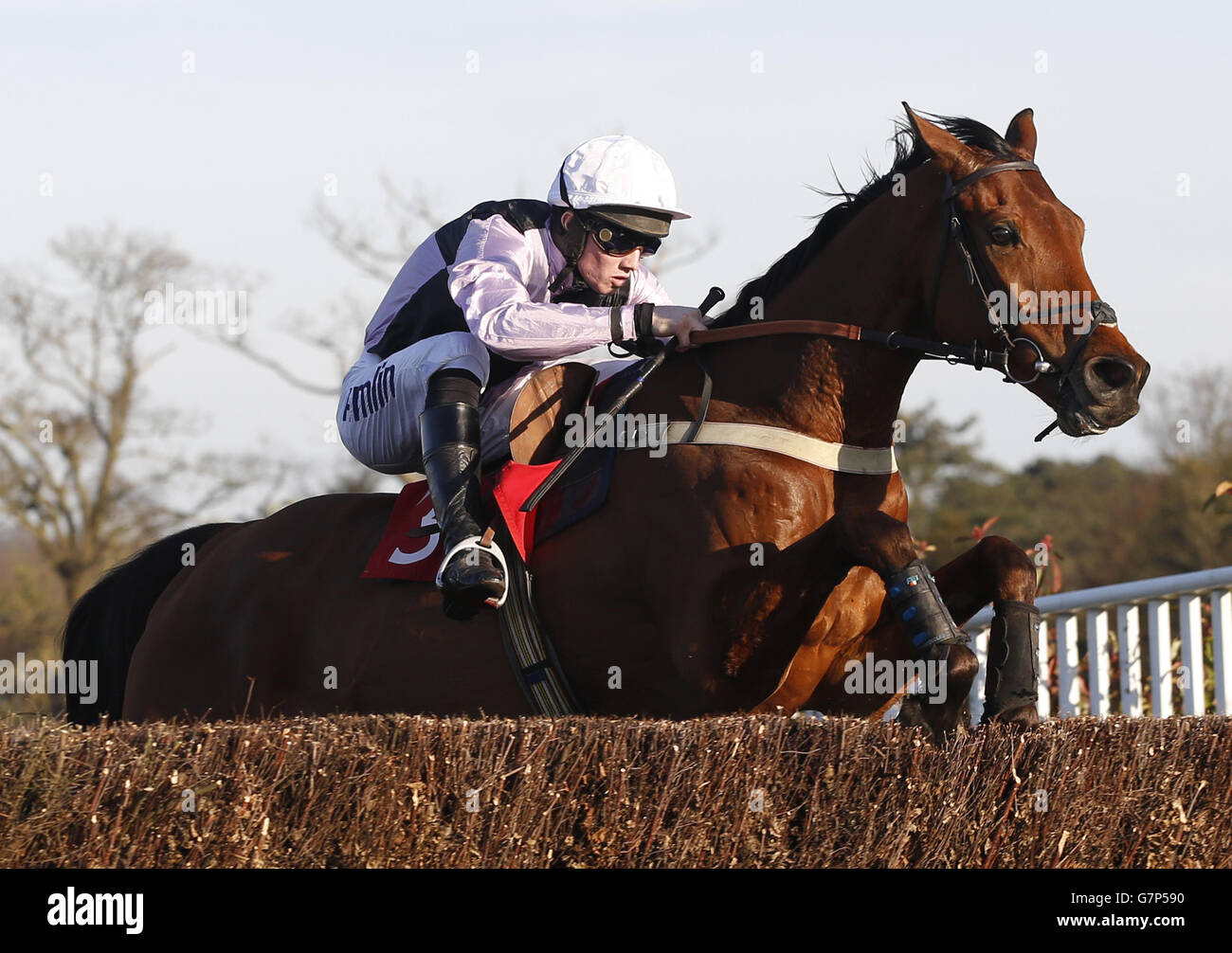 Traffic Fluide ridden by Joshua Moore clears the last fence before going on to win the 16.20; The William Hill Daily Cheltenham Specials Novices' Limited Handicap Steeple Chase Race run during William Hill Imperial Cup Day at Sandown Racecourse, Surrey. Stock Photo