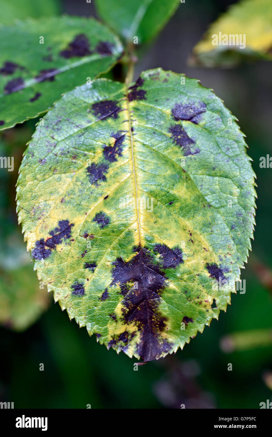 Black spot Diplocarpon rosae on rose leaf Stock Photo