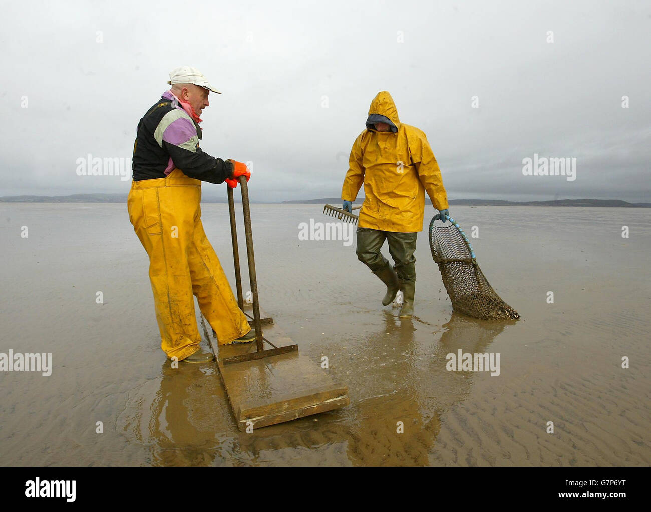 Cocklers at work in Morecambe Bay. Cocklers. Stock Photo