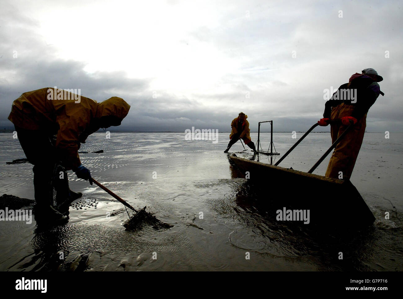 Cocklers at work in Morecambe Bay. Cocklers. Stock Photo