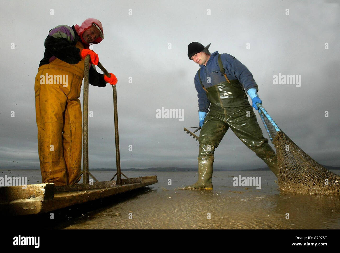 Cocklers at work in Morecambe Bay. Cocklers. Stock Photo