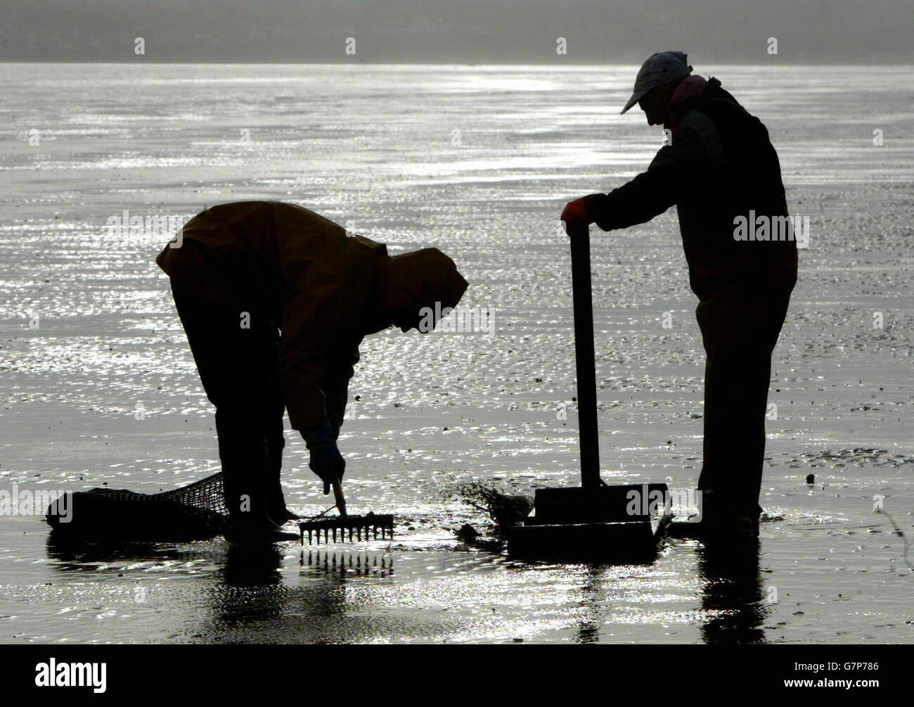 Cocklers at work in Morecambe Bay. Cocklers. Stock Photo