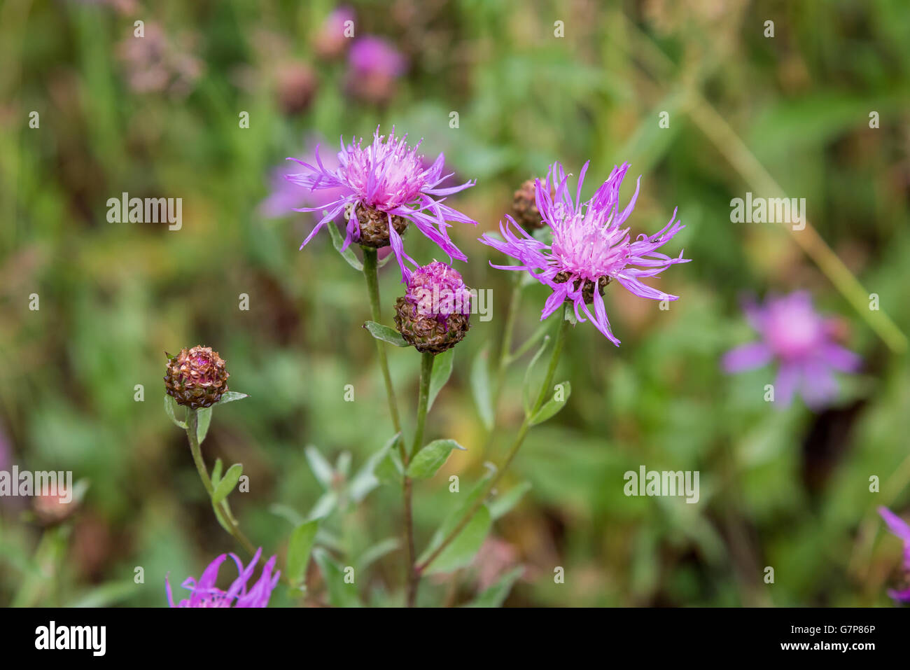 Violet flower of wild thistle (carduus) with blurred background Stock Photo