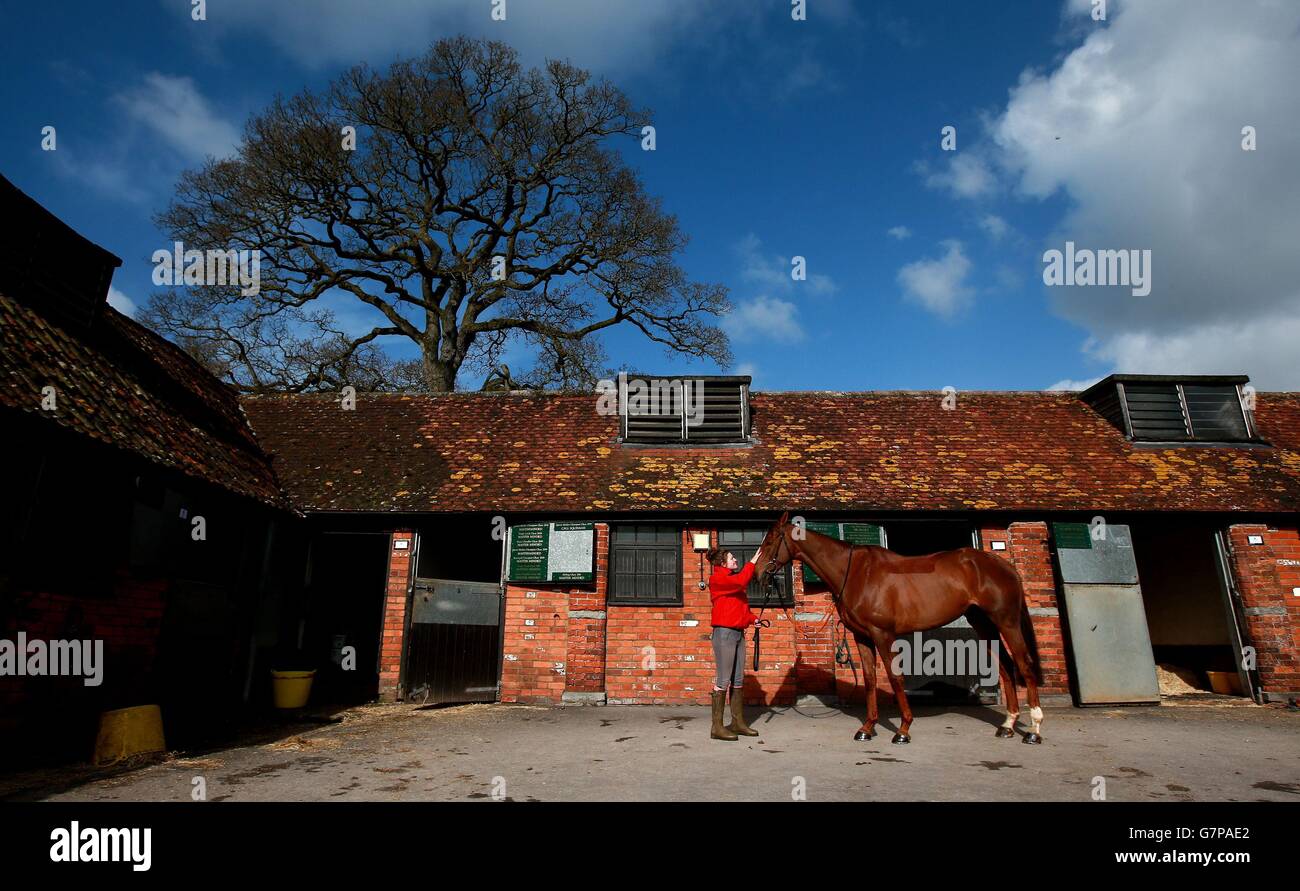 Silviniaco Conti during the visit to Manor Farm Stables, Ditcheat. Stock Photo