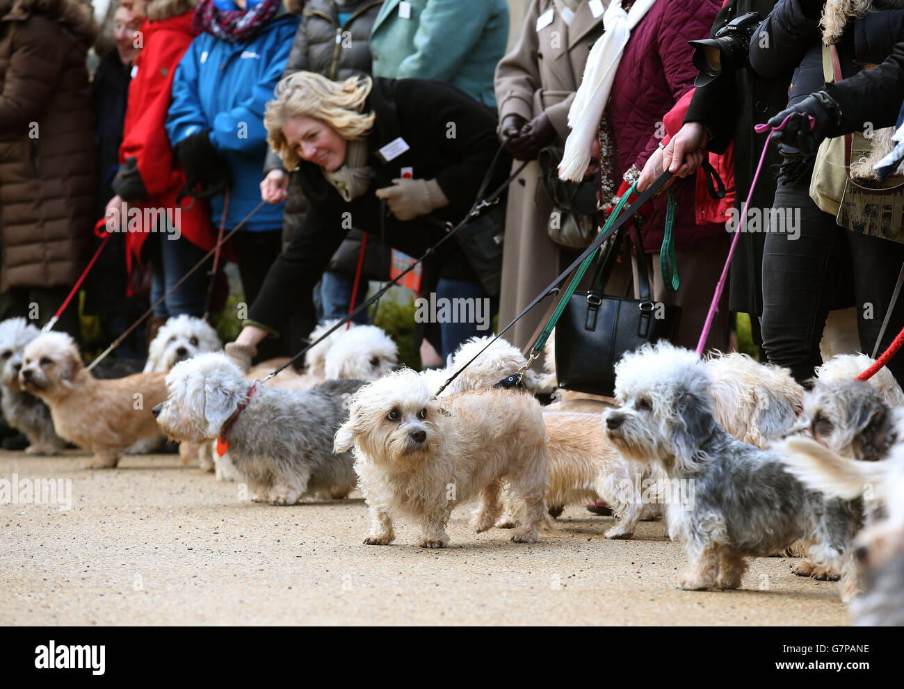 Dandie hi-res stock photography and images - Alamy