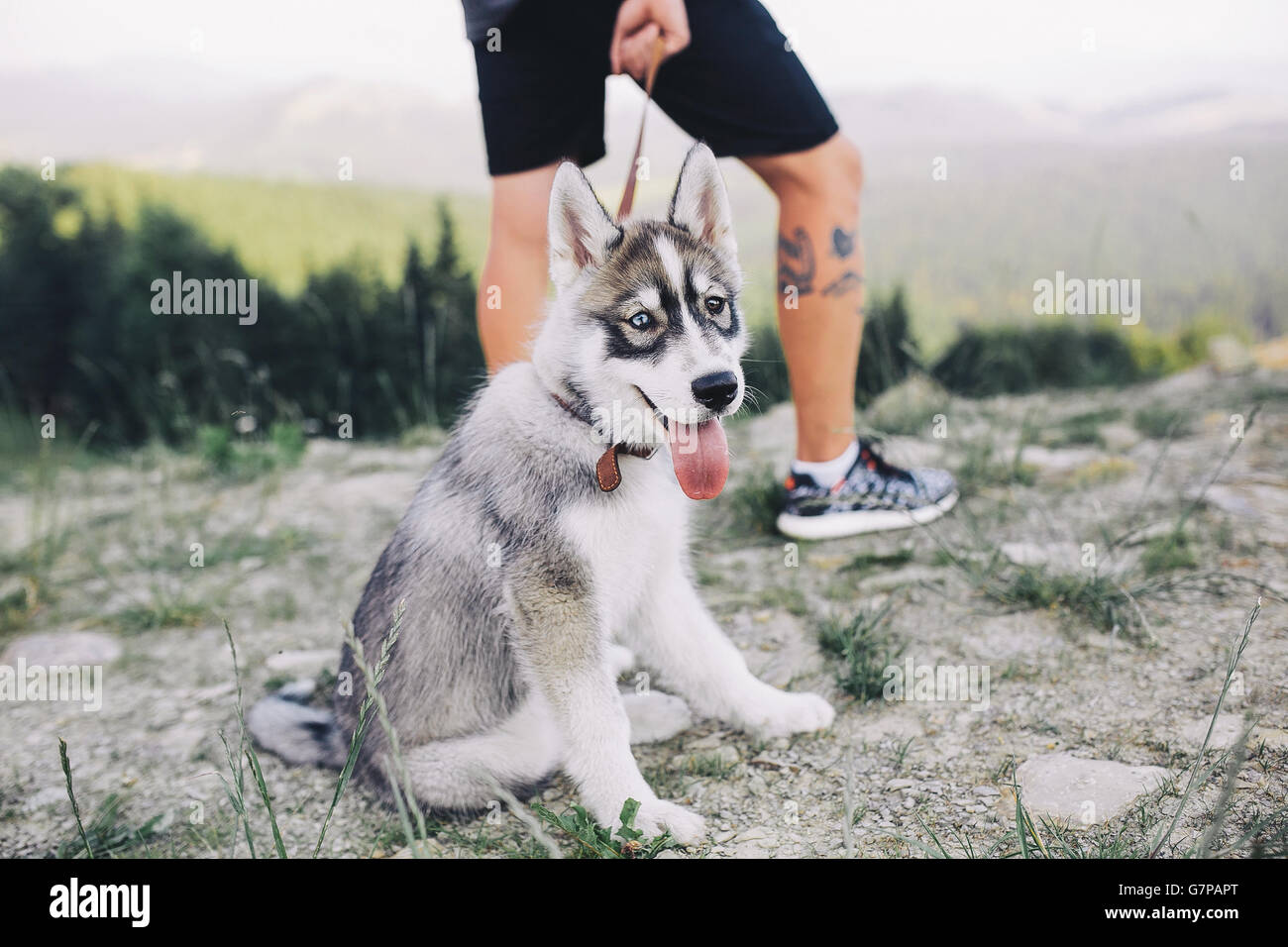 dog near owner Stock Photo - Alamy