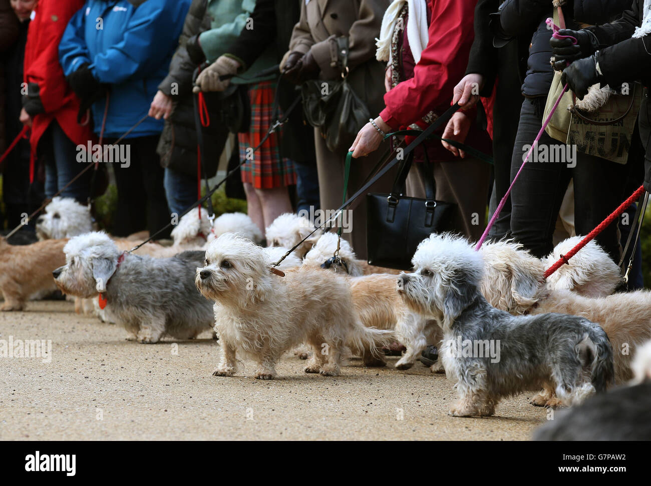 75 breed dedicated enthusiasts from eight different countries parade 50 rare and endangered Dandie Dinmont Terriers, as they visit Sir Walter Scott's home at Abbotsford, Melrose, in the Scottish Borders, on the 200th anniversary of the publication of the book Guy Mannering which gave the breed its distinctive name. Stock Photo