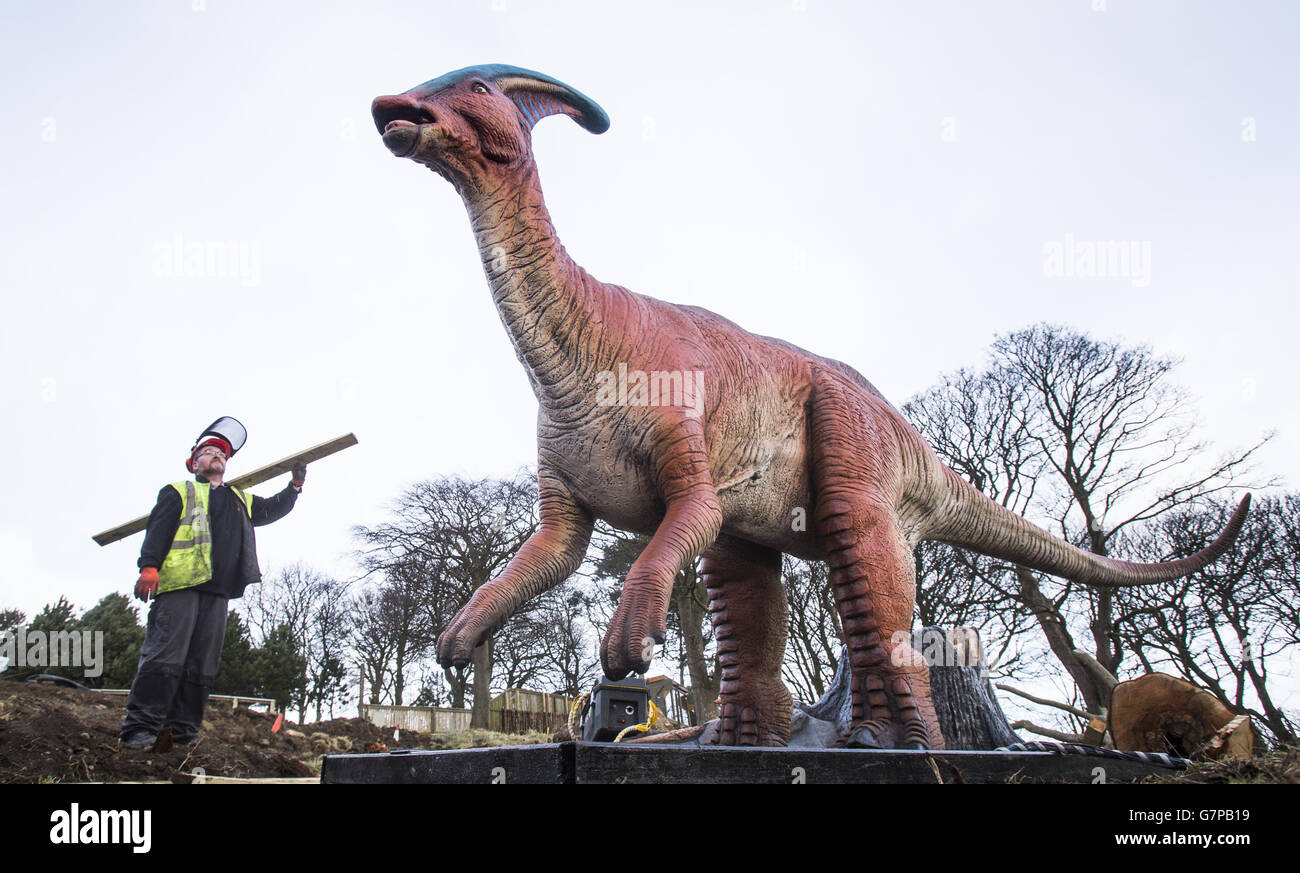 Edinburgh Zoo gardens team employee Robert Hog looks at a giant animatronic Parasaurolophus part of the Dinosaurs Return! exhibition currently being installed at Edinburgh Zoo. Stock Photo