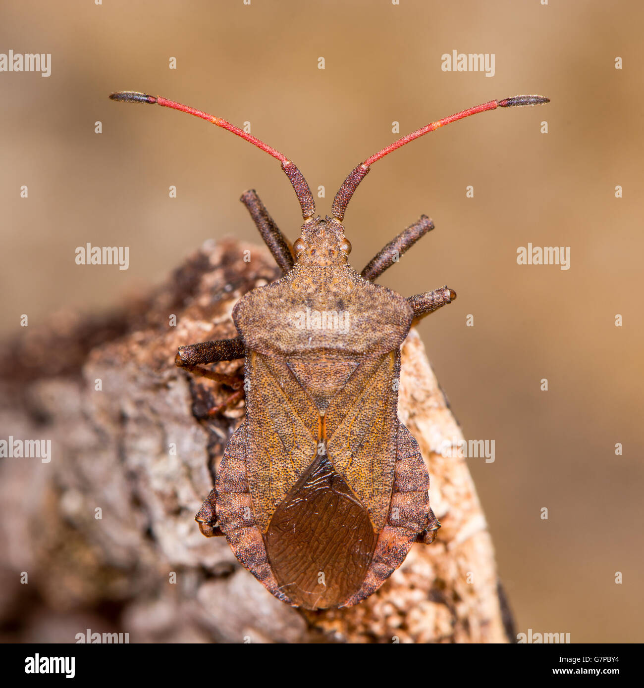 Dock bug (Coreus marginatus). A large and mottled reddish-brown squashbug in the family Coreidae, with a broad oval abdomen Stock Photo