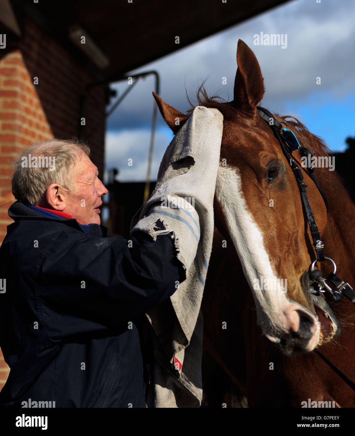 Trainer Gary Moore Gives Sire De Grugy A Rub Down During The Visit To Cisswood Racing Stables West Sussex Stock Photo Alamy