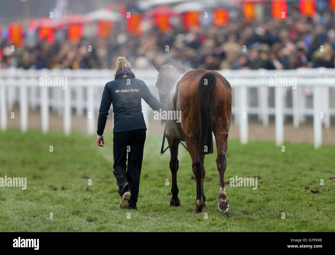 One of Willie Mullins' horses is lead back to the stables on Gold Cup