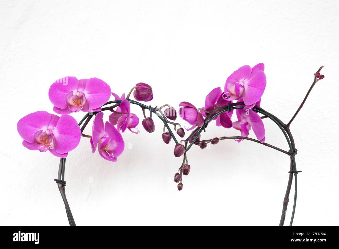 Colorful pink orchids with white isolated background Stock Photo - Alamy