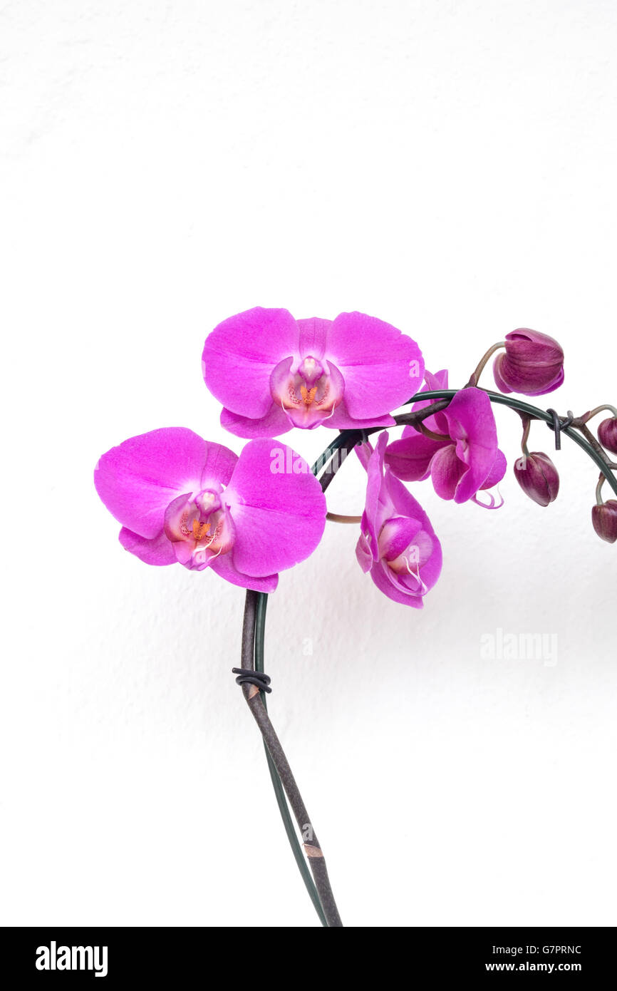 Colorful pink orchids with white isolated background Stock Photo - Alamy