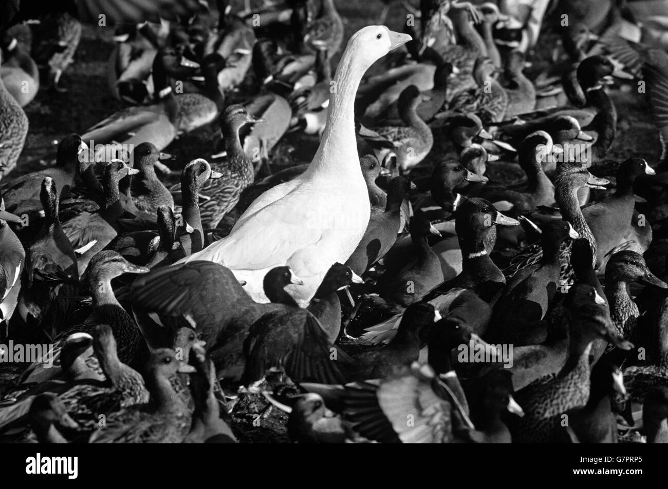 White goose amongst crowded shoreline with ducks and coots, Greenlake, Washington State USA Stock Photo