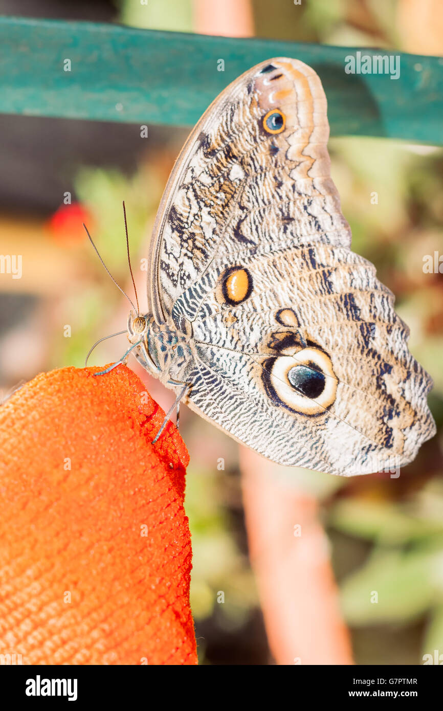 Giant Owl Butterfly, Amazonian Rainforest, South America Stock Photo
