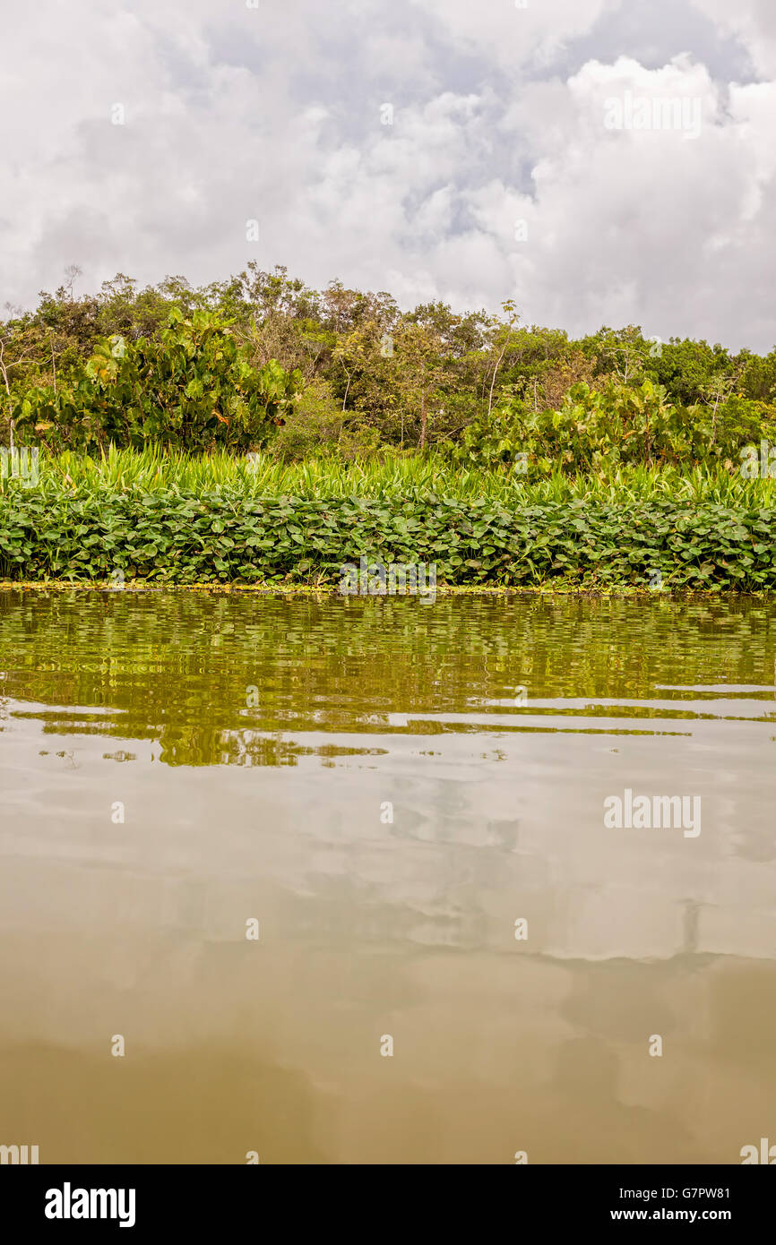 Amazon River In South America Largest River By Discharge Of Water In The World, And The Second In Length Stock Photo