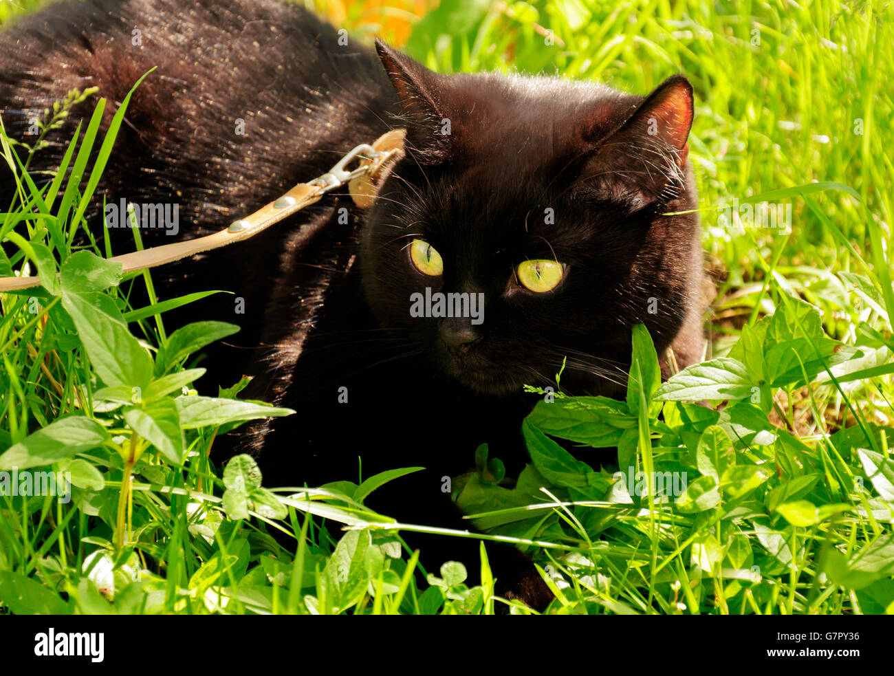 Black cat in the garden Stock Photo - Alamy
