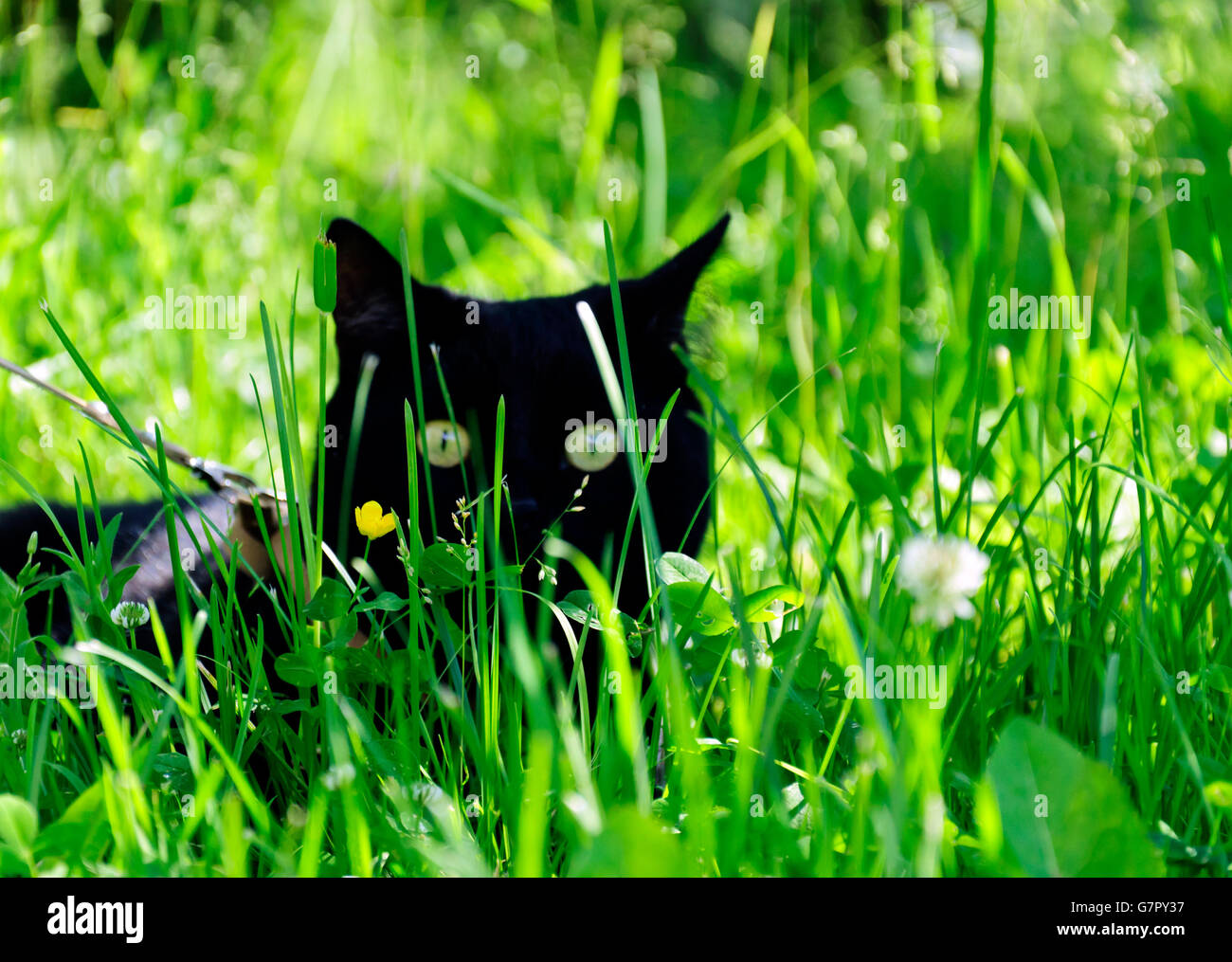 Young cat in the garden hi-res stock photography and images - Alamy