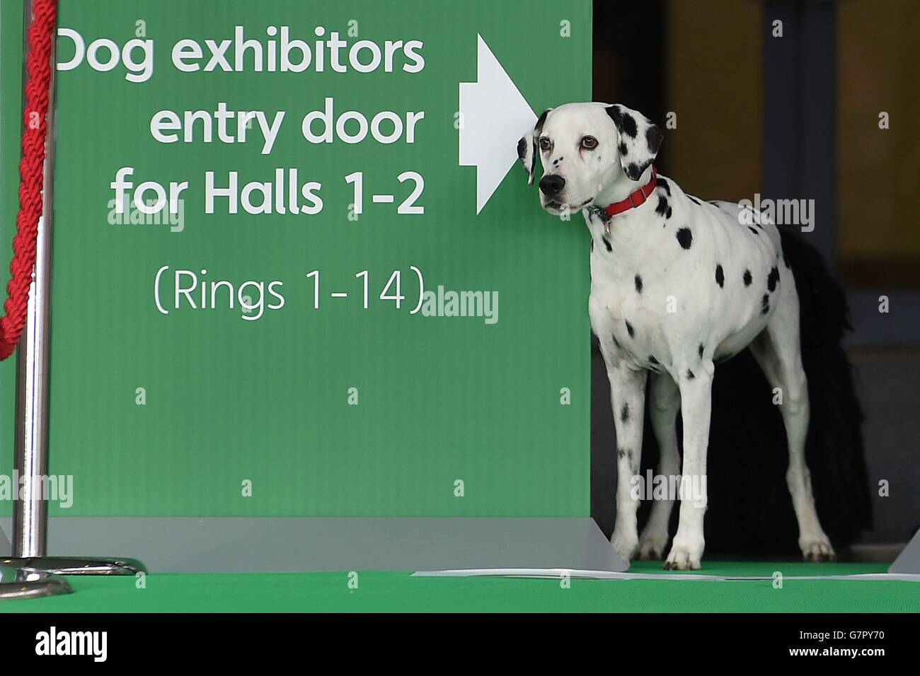 Chippie the Dalmatian during a photocall to launch Crufts 2015 at the NEC, Birmingham. Stock Photo