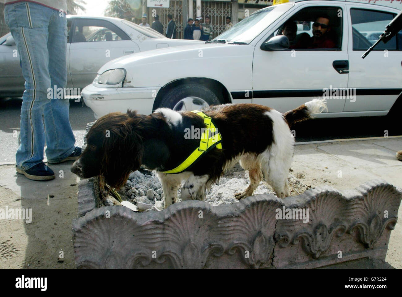 Poppy, a search dog helps the Royal Engineer High Risk Search team search cars in Basra after three Iraqi soldiers were killed in a motorcycle bomb attack in the city earlier. The booby-trapped vehicle exploded close to the Old State Buildings, in the Al-Hussein district, shortly before 8am local time, as troops carried out patrols. British quick-response teams have been sent to the scene and bomb disposal experts are arriving to examine the device. Stock Photo