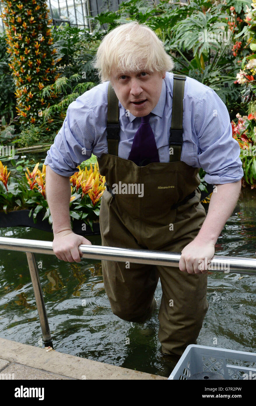 Mayor of London Boris Johnson plants flowers at the Royal Botanical Gardens where he joined Kew apprentices, diploma students, and Kew horticulturist Carlos Magdalena to plant young Victoria Amazonica Waterlilies, a colourful hybrid of waterlilies and lotus plants, in the Princess of Wales Conservatory at Kew Gardens. Stock Photo