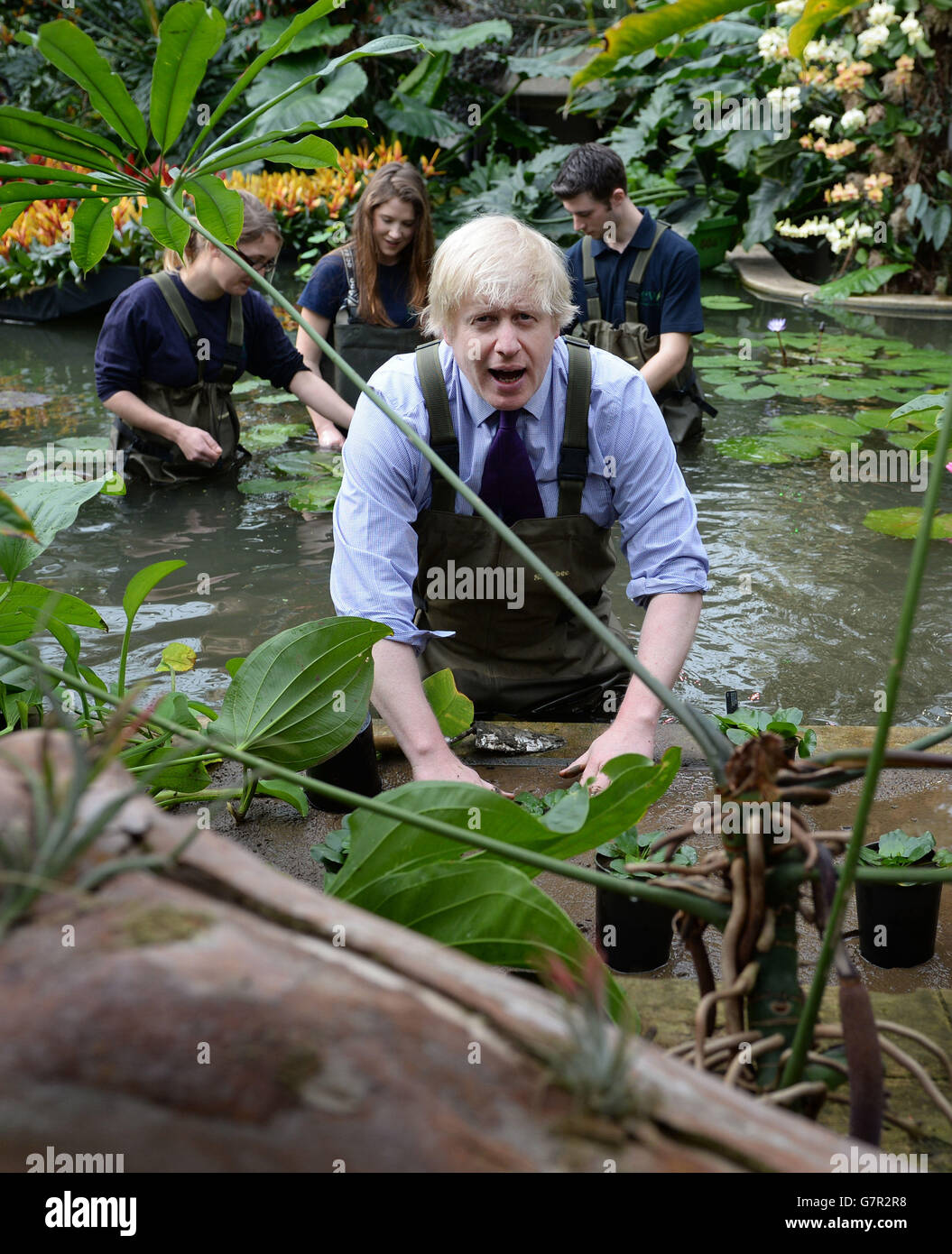 Mayor of London Boris Johnson plants flowers at the Royal Botanical Gardens where he joined Kew apprentices, diploma students, and Kew horticulturist Carlos Magdalena to plant young Victoria Amazonica Waterlilies, a colourful hybrid of waterlilies and lotus plants, in the Princess of Wales Conservatory at Kew Gardens. Stock Photo