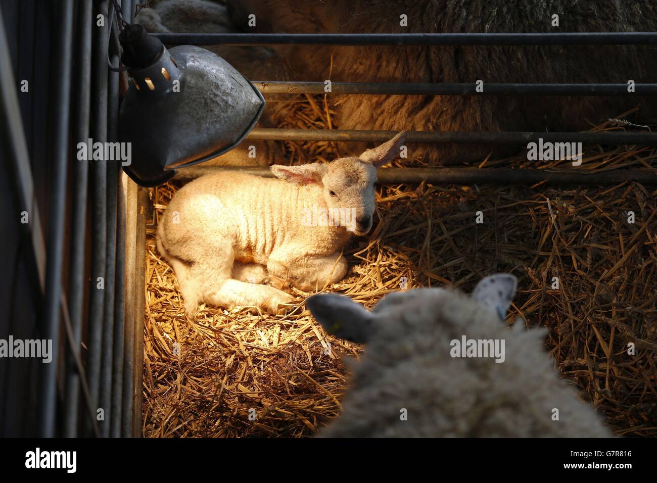 Lambs under heating lights at Cannon Hall Farm, South Yorkshire, which