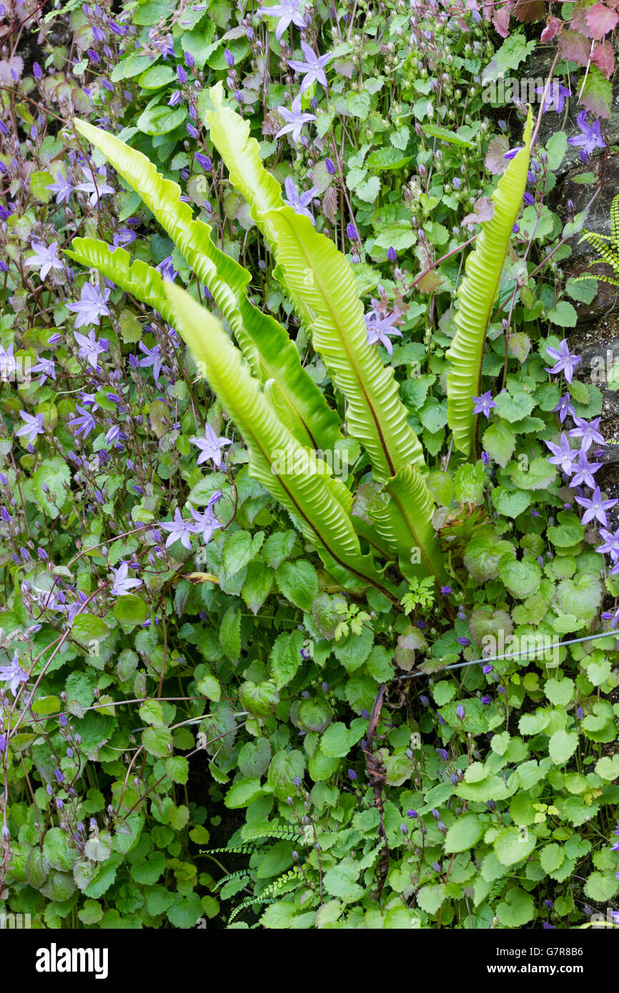 Hart's tongue fern, Asplenium scolopendrium, shares an old wall with the training bellflower, Campanula poscharskyana Stock Photo