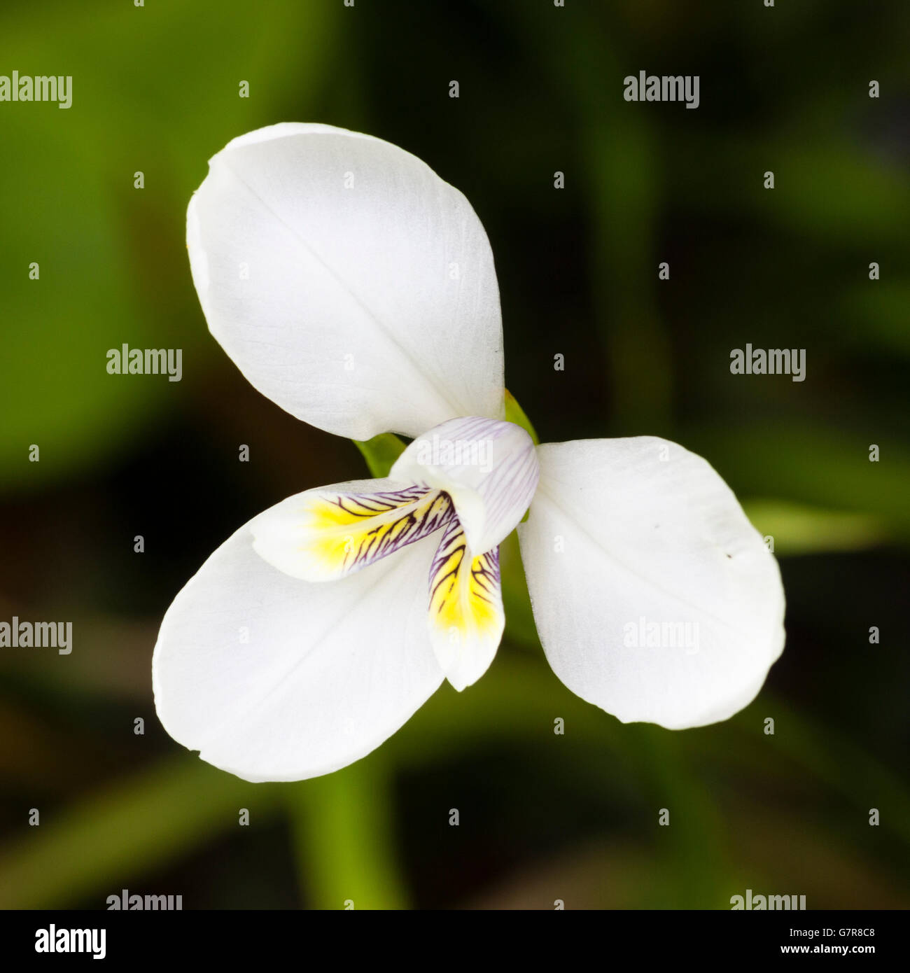 Small flower of the Australian Diplarrena moraea, a half hardy garden plant in the UK Stock Photo