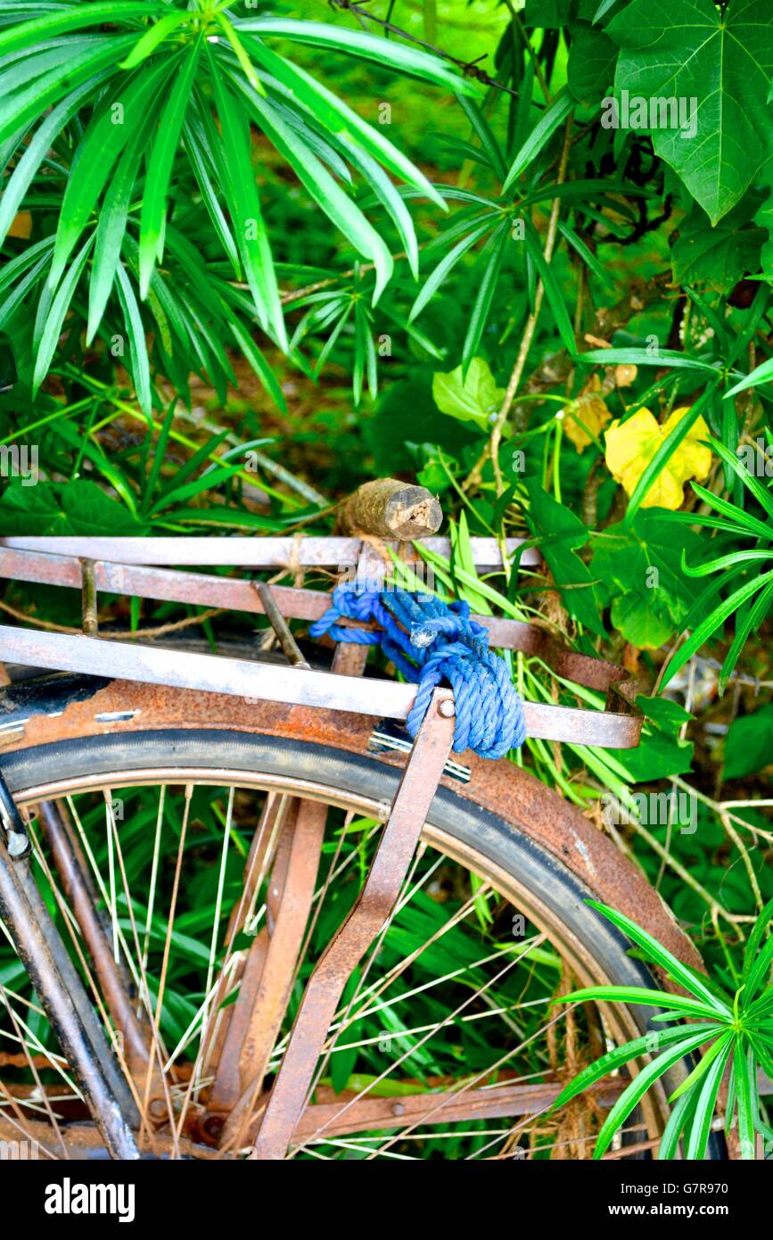 bicycle in sri lanka Stock Photo - Alamy