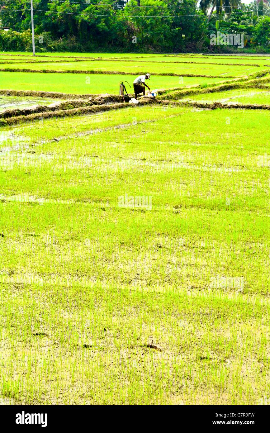 Man picking rice hi-res stock photography and images - Alamy