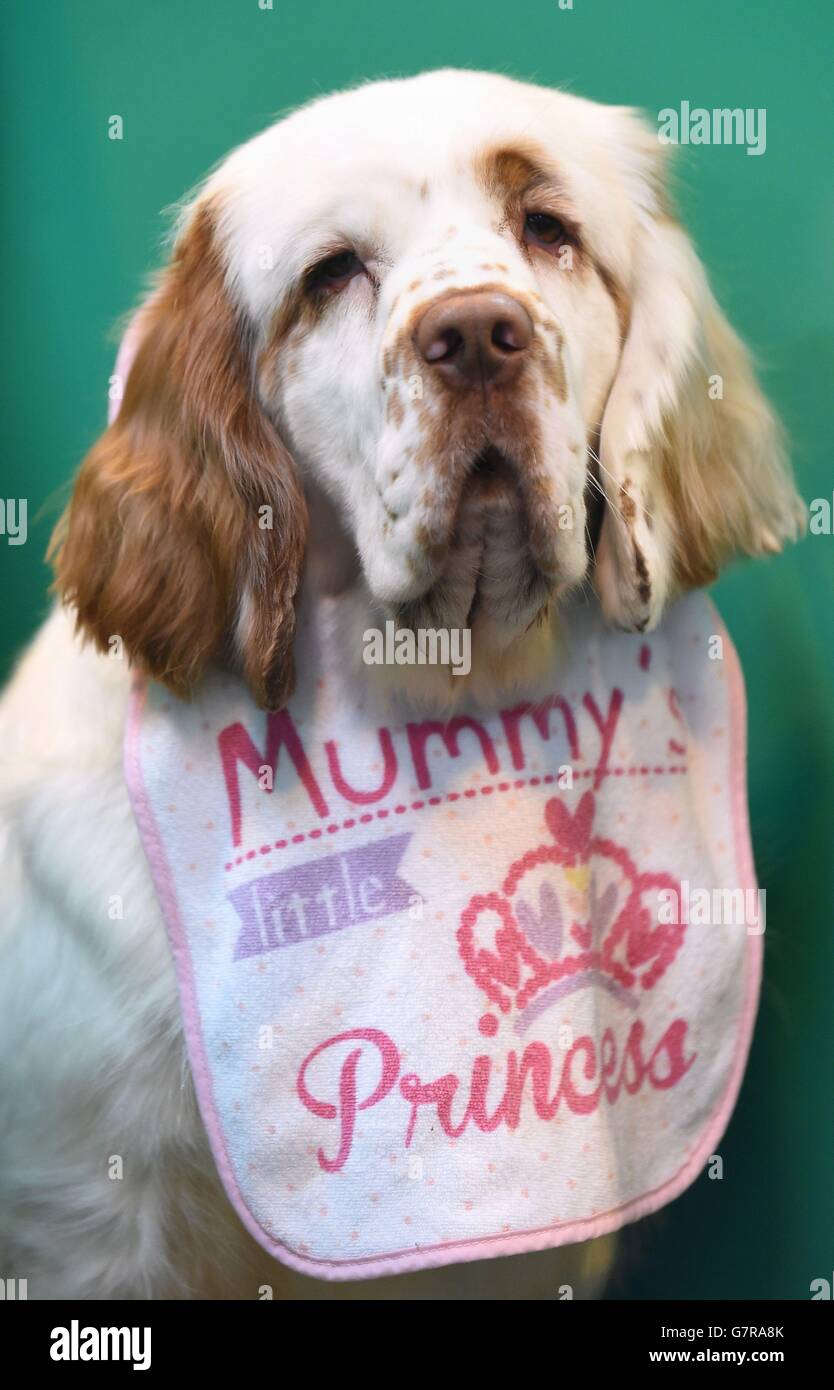 A clumber spaniel wearing a bib during day one of Crufts 2015 at the NEC, Birmingham. Picture date: Thursday March 5, 2015. Photo credit should read: Joe Giddens/PA Wire Stock Photo