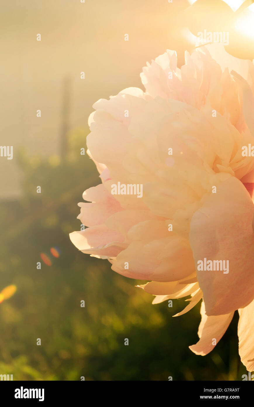 Peonies in the garden Stock Photo - Alamy